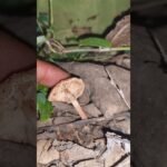 Which mushroom species is this ?