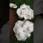 #Types of mushrooms# #nature #beautiful #srilanka