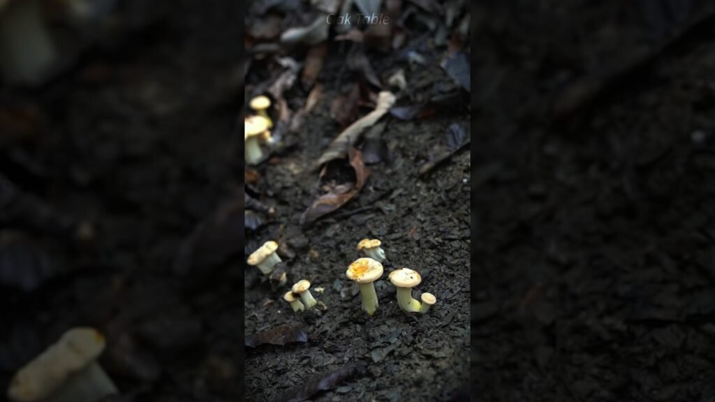 Summer’s gift from the mountain fields #chinese #cooking #traditional #food