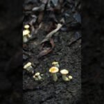 Summer’s gift from the mountain fields #chinese #cooking #traditional #food