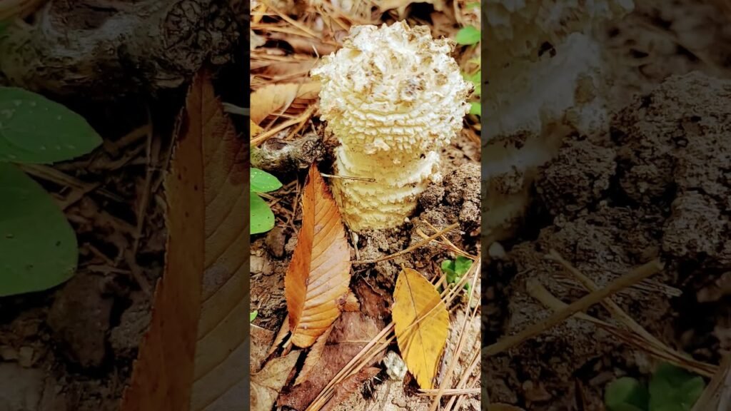 tipo de hongos gigantes type of giant mushrooms…☆