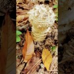 tipo de hongos gigantes type of giant mushrooms…☆