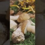 Beta-glucan fibers found in all types of mushrooms could act as a barrier to flu Mushrooms 🍄🌿