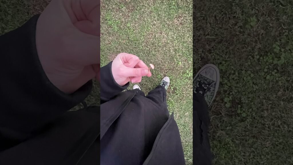 what type of mushroom is this do any of you know? #mushroom #outdoors #fyp  #viralvideo