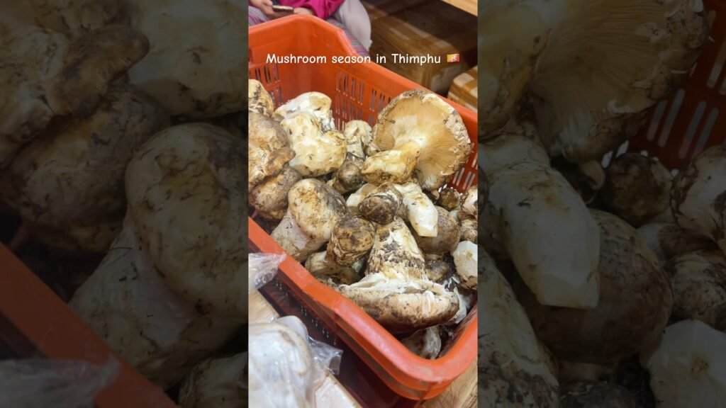 Mushroom season in Thimphu 🇧🇹 #mushroom #varieties #shorts