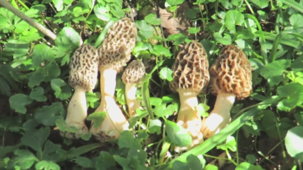 Trovata Morchella semilibera. Fungo raro?