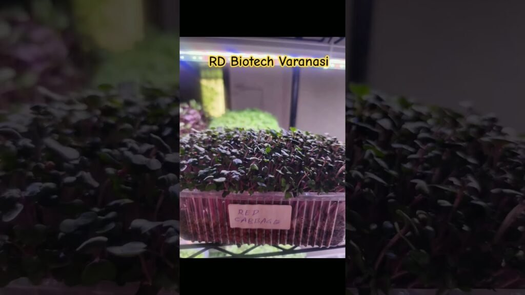 Types of Microgreens #kidajadi #cordyceps #microgreens #mushroom #spawn #tranding  #trandingshorts