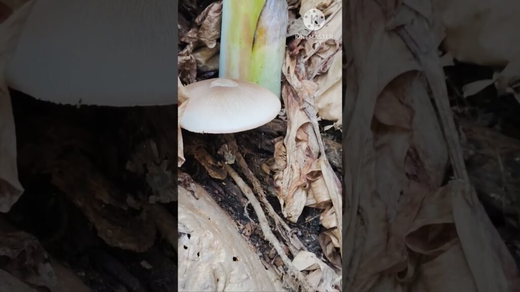 different type of mushroom video #viralvideo