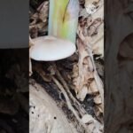different type of mushroom video #viralvideo