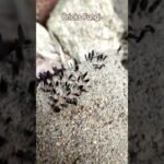 Bricks Fungi || One type of Mushroom ||