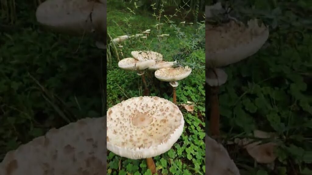 different types of wild mushrooms.