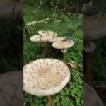 different types of wild mushrooms.