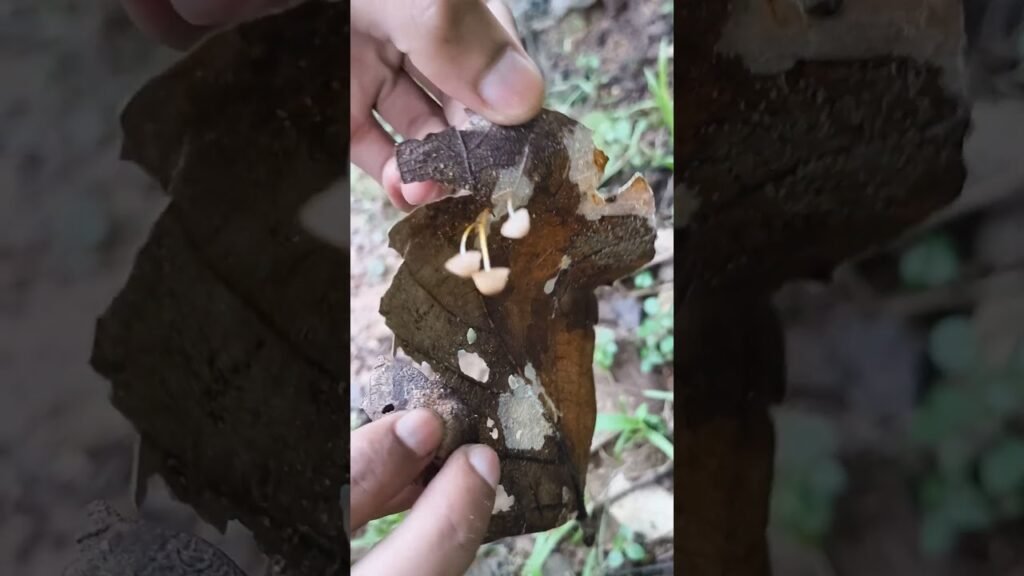 Which mushroom species is this ?