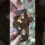 Which mushroom species is this ?