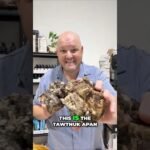 Mushroom ID: Discovering Unique Mushroom Varieties 🍄