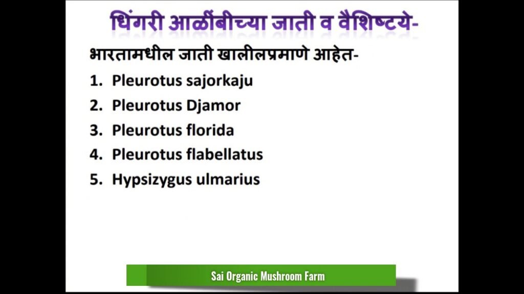 Types Of Oyster Mushroom / मशरूम चे प्रकार