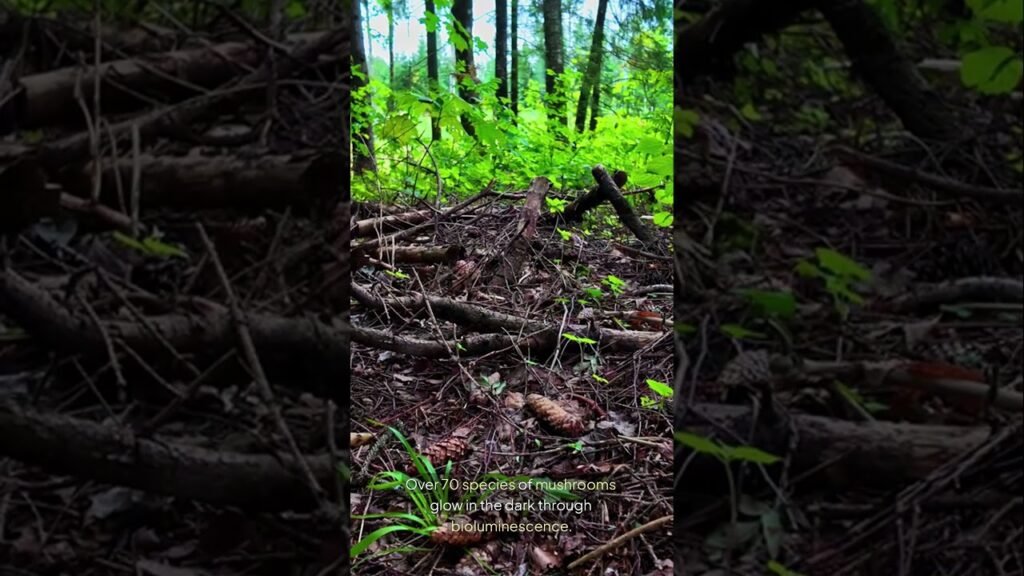 There’s a Species of Mushroom That Glows in the Dark #NatureIsCrazy #GlowInTheDark #shorts